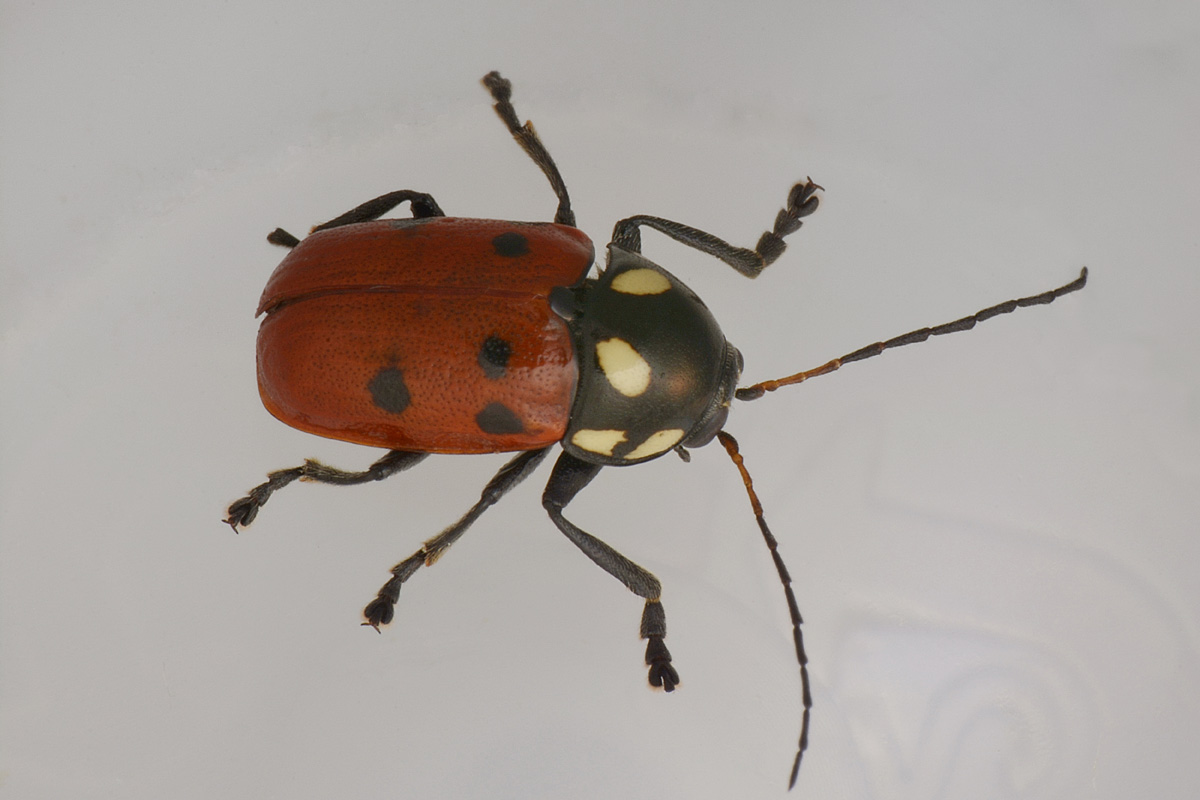 Chrysomelidae: Cryptocephalus tricolor? S.